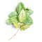 Hoya "Candy"
