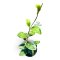 Hoya 'Little Plu' (Original from PPPlant)