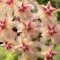 Hoya erythrostemma (splash and long leaves)