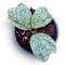 Hoya deykeae "Morning dew"