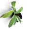 Hoya pimenteliana albomarginata (Size s)