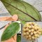 Hoya sp. from limbang