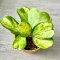 Hoya kerrii (Variegated spot leaves)