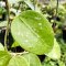 Hoya parasitica (From seed) New!