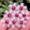 Hoya caudata 'Sumatra'