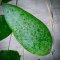 Hoya caudata 'big green leaves'