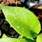 Hoya micrantha (Big and splash leaves)