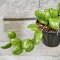 Hoya brevialata (splash leaves)