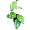 Hoya citrina (splash leaves)