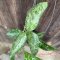 Hoya potsii (Splash Leaves)