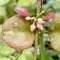 Dischidia sp.Geri (Apple leaves)