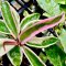 Hoya carnosa 'Suzie Q'