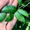 Hoya sigillatis 'Alas River'