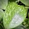 Hoya kerrii (Splash leaves)