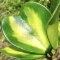 Hoya kerrii (Permanent yellow)