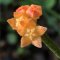 Hoya spartioides (Small and hairy leaves)