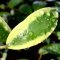 Hoya diversifolia (Albomarginata)
