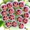 Hoya isabelchanae (sp. GPS 7-35)