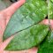 Hoya finlaysonii 'Panggha' Habitat from southern of Thailand