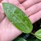 Hoya verticillata (EPC-271)  Splash leaves