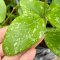 Hoya carnosa 'vietnam' splash leaves