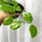 Hoya diptera (Splash leaves)