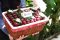 Northwest Cherry Giftset