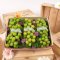 Special Shine Muscat Giftset