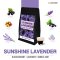 Sunshine Lavender