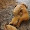 Adorable Maltipoo puppies