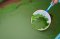 ไข่ผำ จากบ่อสู่บูธ! พลิกพืชน้ำพื้นบ้านสู่ Superfood แห่งอนาคต