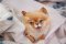 Pup Society