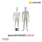 " หุ่นพลาสติกยืนมีหัว "(ชาย)