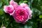 สารสกัดจากดอกไม้ 6 ชนิด (PINK FLOWER COMPLEX)