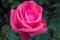 สเต็มเซลล์จากดอกกุหลาบ Rose Callus Stem Cell Extract (Alpine Rose)