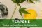 Terpene ในกัญชาและกัญชง คืออะไร มีประโยชน์อย่างไร ?