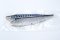 Frozen Vinegared mackerel fillet