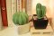 Tri Cactus - Ceramic Aroma Diffuser กระบองเพชรสามหน่อ เซรามิกกระจายกลิ่นหอม
