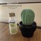 Mini Twisty Cactus ceramic diffuser กระบองเพชรมินิ ทวิสตี้