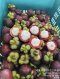 Mangosteen