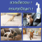 NATURAL PAWS FOAMING CLEANSER