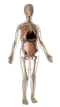 ร่างกาย-อวัยวะจำลอง เพศชาย โครงสร้างแบบโปร่งแสง สูง 56 ซม.
