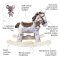 ม้าโยกบิสกิต และหนูน้อยสคิป Little Bird Told Me Biscuit & Skip Rocking Horse