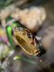 Pirod Navaratna Ring with Ruby Spacers: Ring size 59