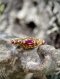 Ruby Fang Ring Ring size: approximately 59