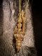 A curated collection of antique Thai gold jewelry and rare heritage heirlooms, showcasing traditional royal goldsmithing by Thongpakorn