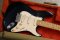 Fender Eric Clapton Signature Blackie 1989 (3.5kg)