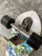 CARVER 30.75" YAGO SKINNY GOAT SURFSKATE COMPLETE 2021 CX
