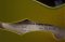Duesenberg Alliance Eagles Signature 40th Anniversary Gold 2012 (3.7kg)