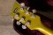 Duesenberg Alliance Eagles Signature 40th Anniversary Gold 2012 (3.7kg)